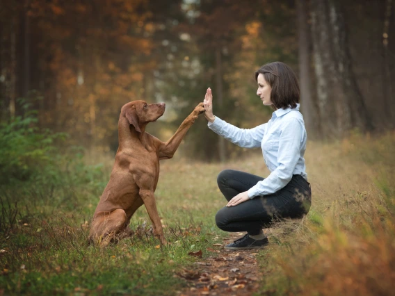 Brown dog holding paw up to hand of woman with dark hair in forest sitting on grass with trees and sunlight